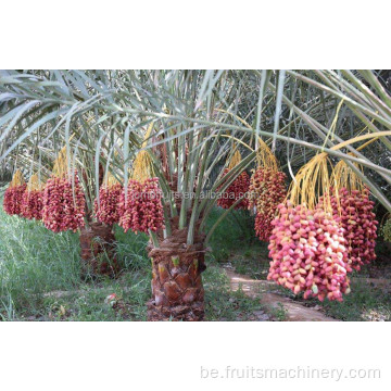 даты сушылкі для апрацоўкі пальмы